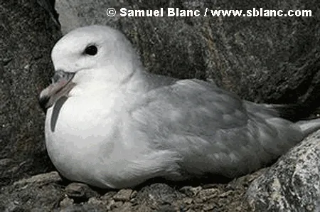 Southern Fulmar
