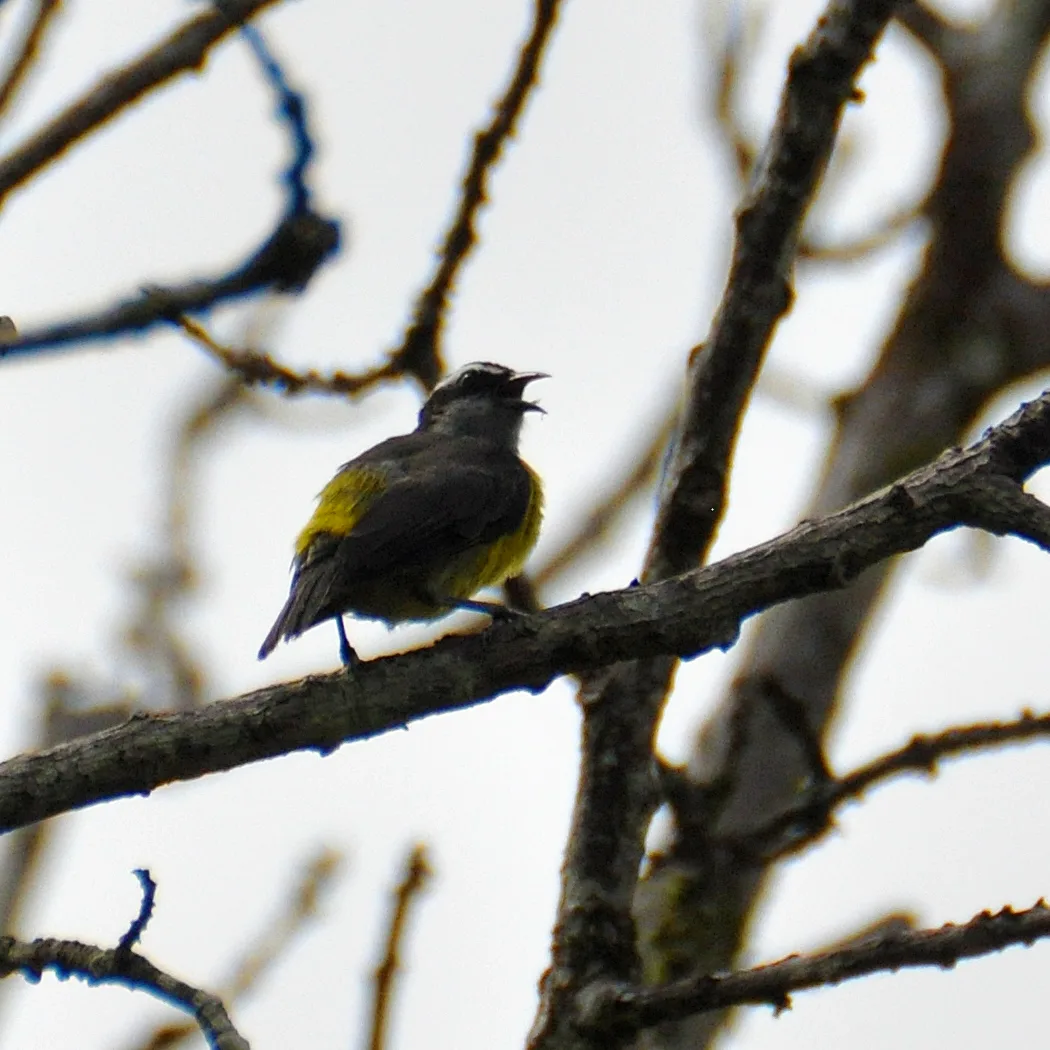 Bananaquit Bananaquit