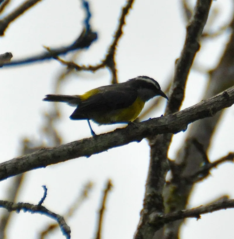 Bananaquit