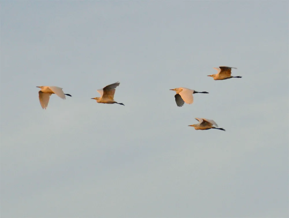 Cattle Egrets flying