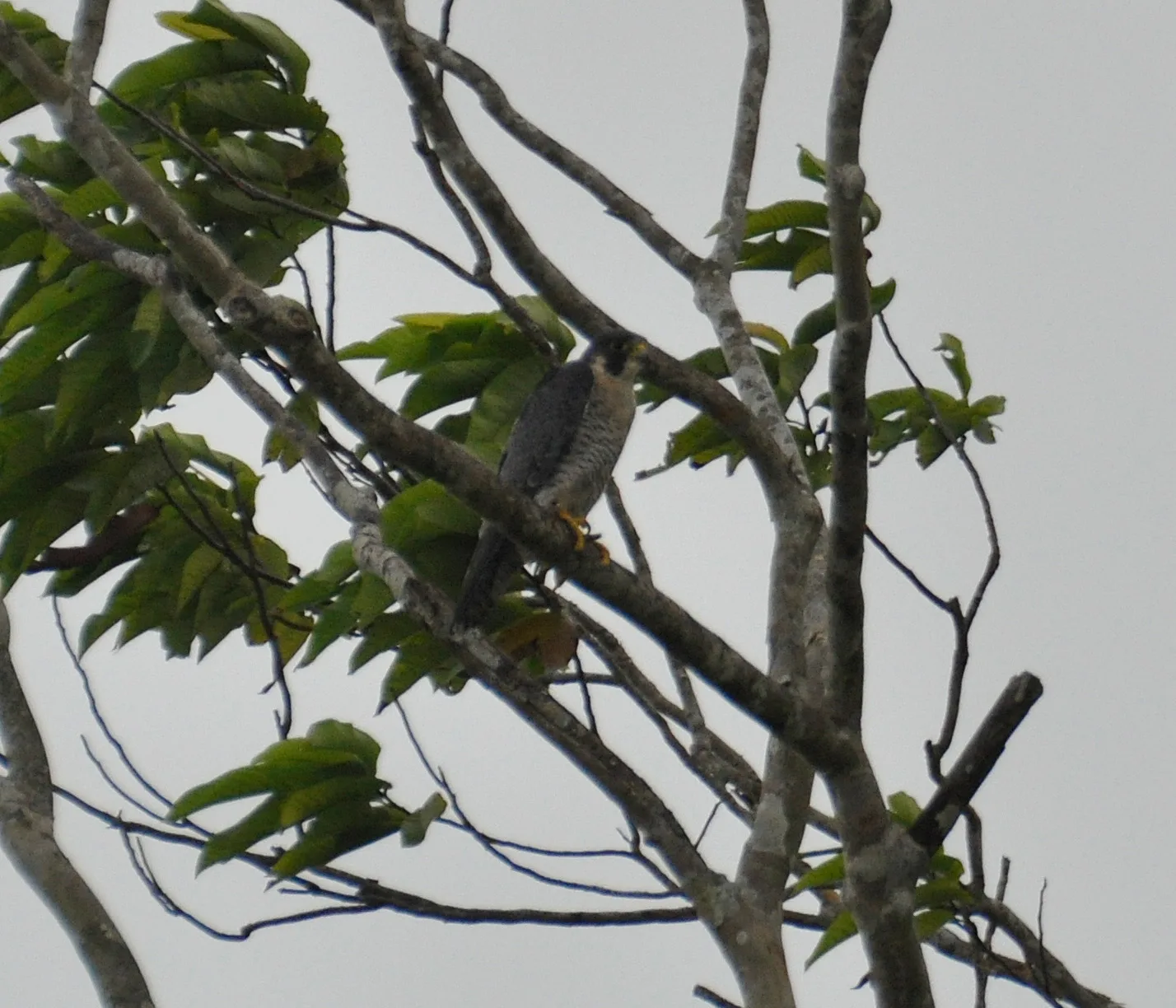 Peregrine Falcon