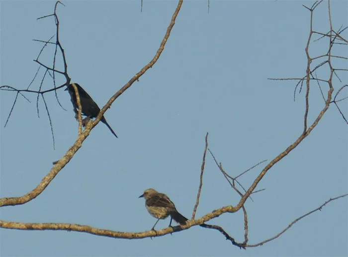 Shiny Cowbird Shiny Cowbird