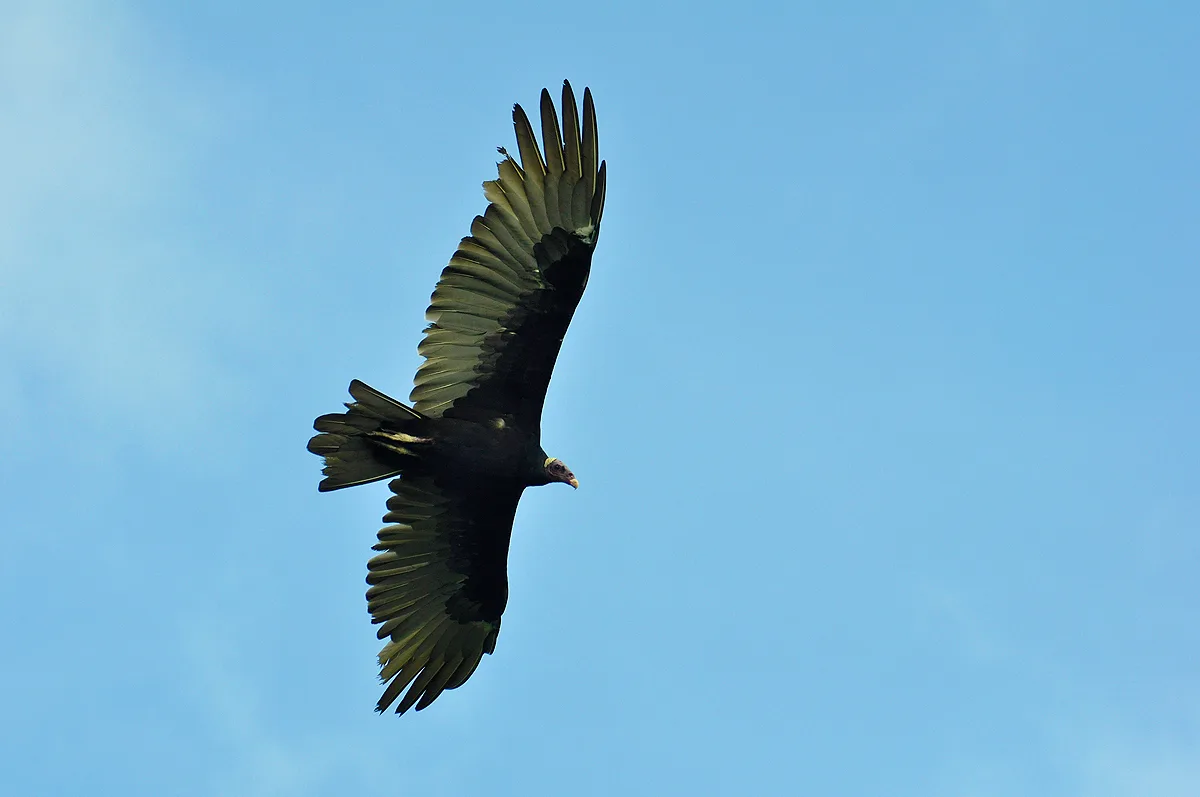Turkey Vulture in flight Turkey Vulture in flight