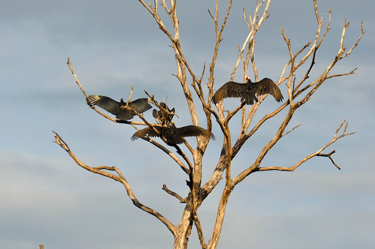 Turkey Vultures sunbathing