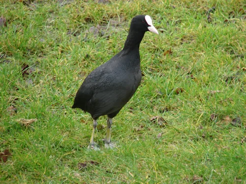 Common Coot Common Coot