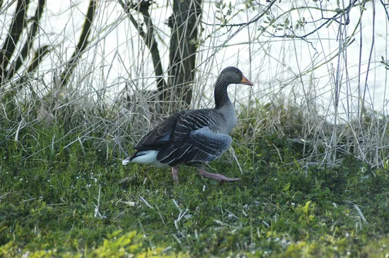 Greylag Goose Greylag Goose