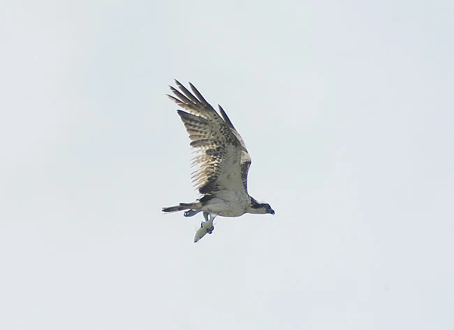 Osprey with prey Osprey with prey