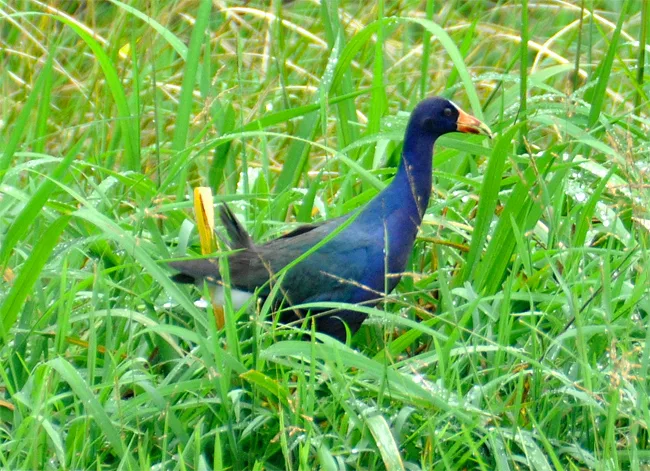 Purple Gallinule