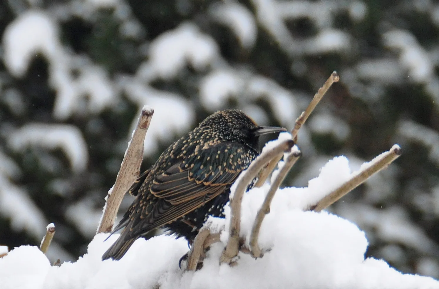 Starling Starling