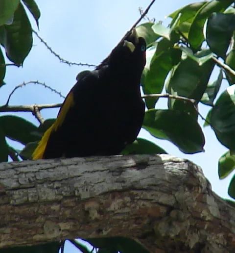 Yellow-rumped Cacique Yellow-rumped Cacique