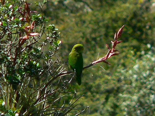 Andean Parakeet Andean Parakeet