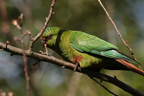 Austral Parakeet
