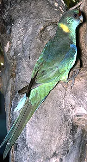Australian Ringneck