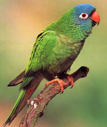 Blue-crowned Parakeet
