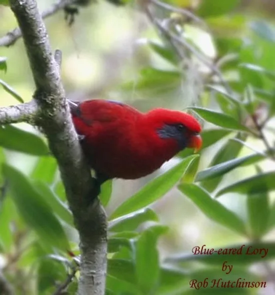 Blue-eared Lory Blue-eared Lory