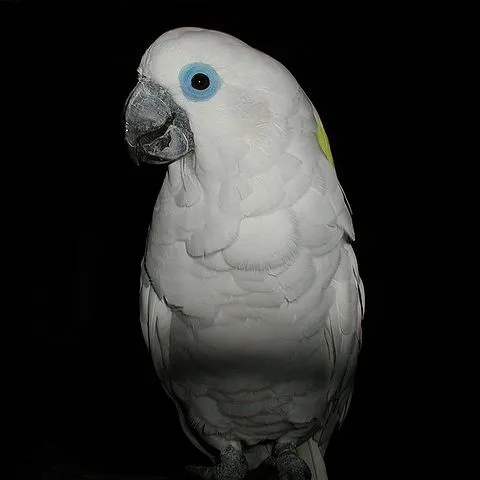 Blue-eyed Cockatoo Blue-eyed Cockatoo