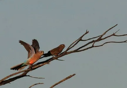 Bourkes Parrot Bourkes Parrot
