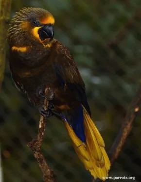 Brown Lory Brown Lory
