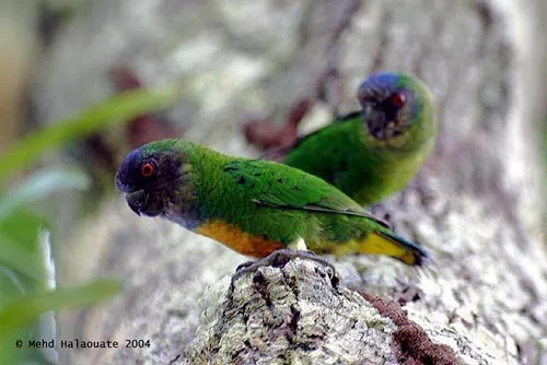 Geelvink Pygmy Parrot