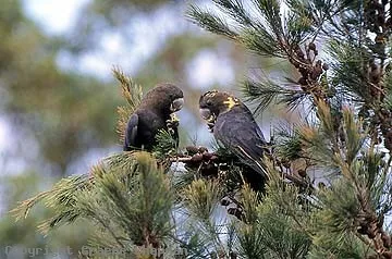 Glossy Black Cockatoo