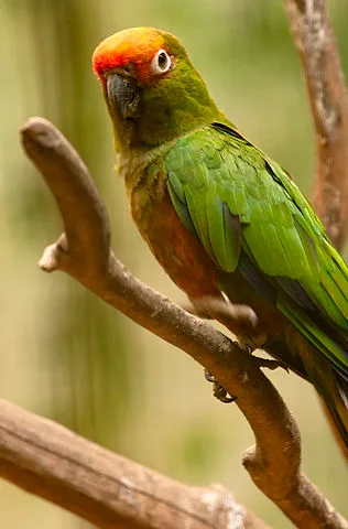 Golden-capped Parakeet Golden-capped Parakeet