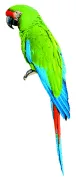 Military Macaw Military Macaw