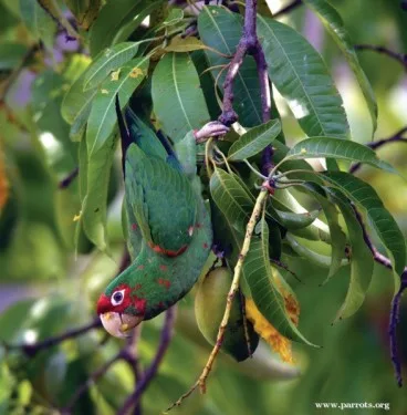 Mitred Parakeet
