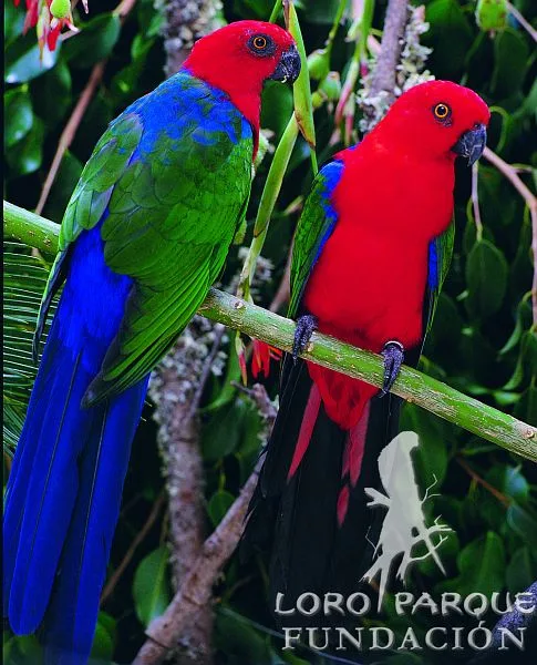 Moluccan King Parrot