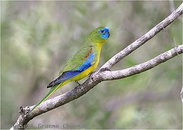 Turquoise Parrot
