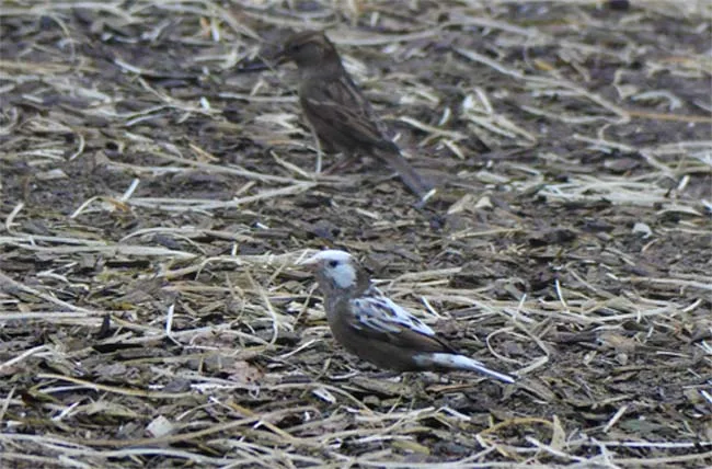 Whitish House Sparrow Whitish House Sparrow