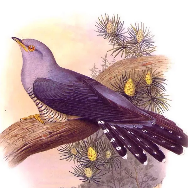 cuckoo bird drawn illustration