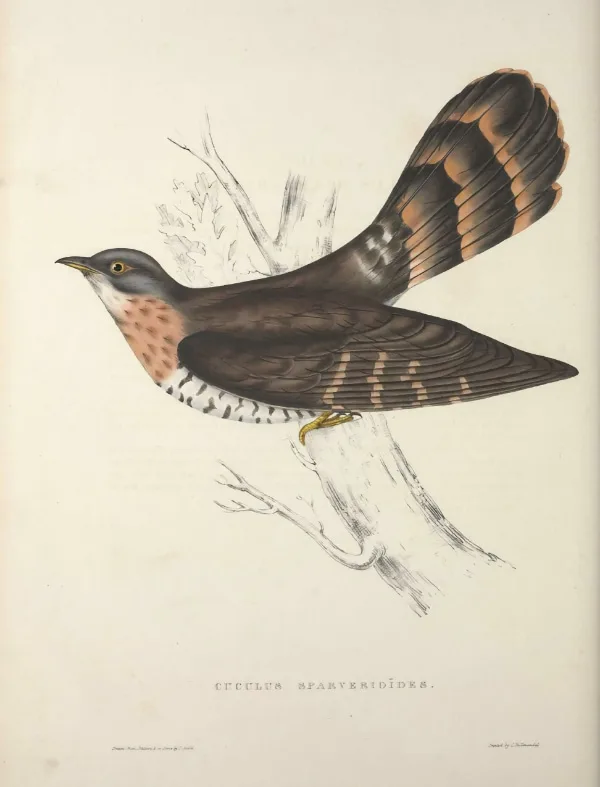 Cuculus sparverioides illustration