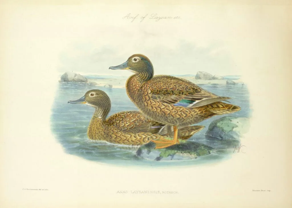 Laysan Duck - Anas laysanensis