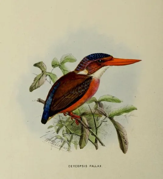 Sangihe Dwarf-Kingfisher