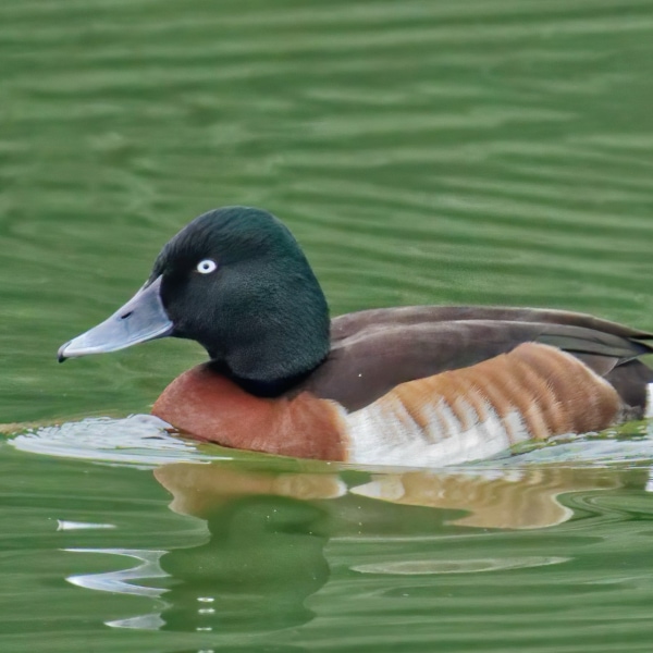 Baer's Pochard (Aythya baeri)