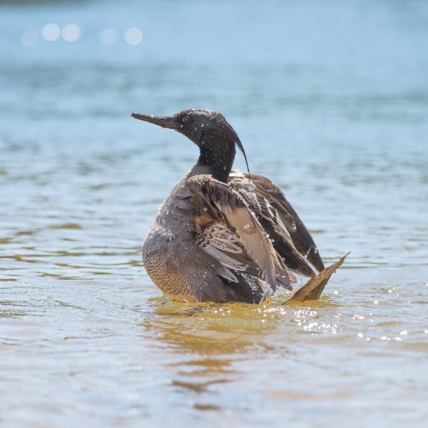 Brazilian merganser (Mergus octosetaceus)