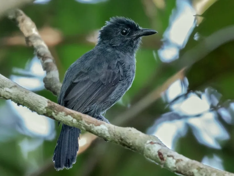 male Acre antshrike (Thamnophilus divisorius)