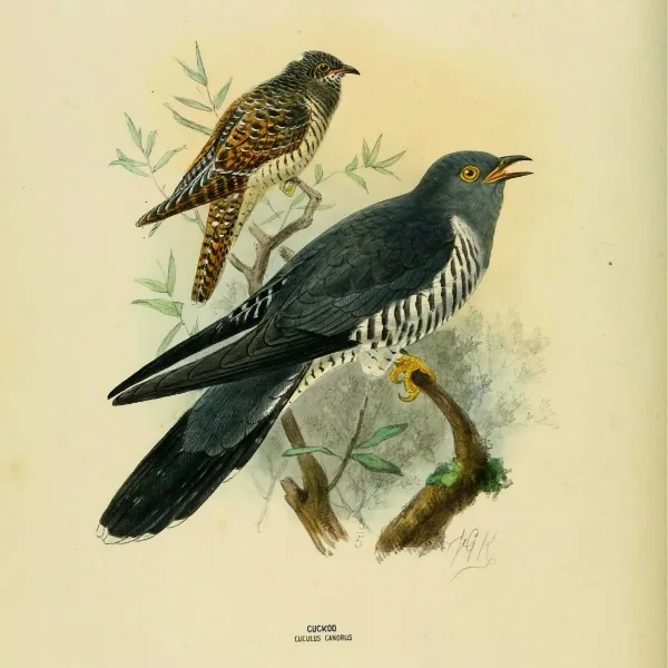 adult and juvenile cuckoos illustration