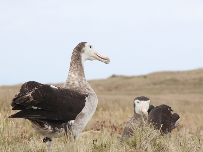 a pair of Amsterdam albatrosses