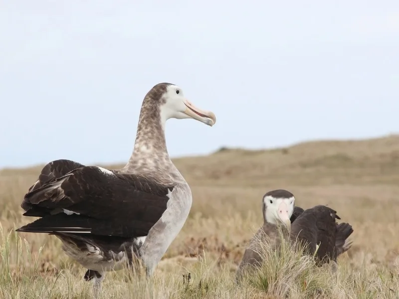 a pair of Amsterdam albatrosses