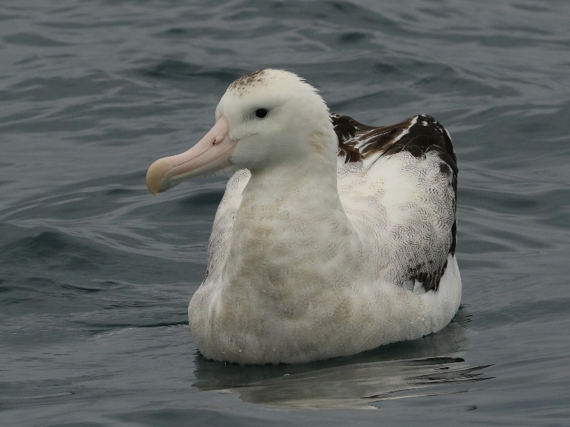 Antipodean albatross (Diomedea antipodensis)