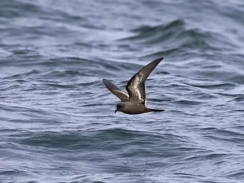 Ashy storm petrel (Hydrobates homochroa)