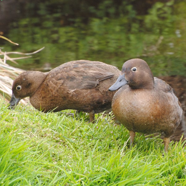 Auckland Islands teal (Anas aucklandica)