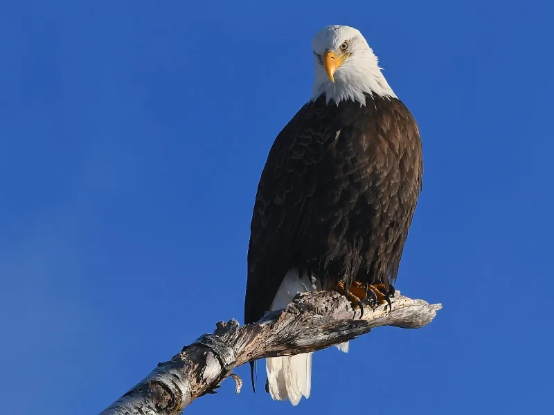 Bald eagle (Haliaeetus leucocephalus)