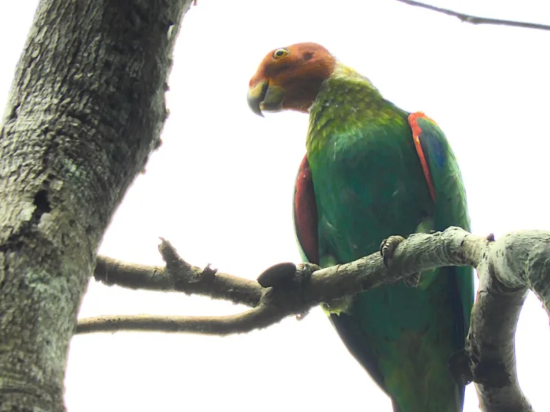 Bald parrot (Pyrilia aurantiocephala)