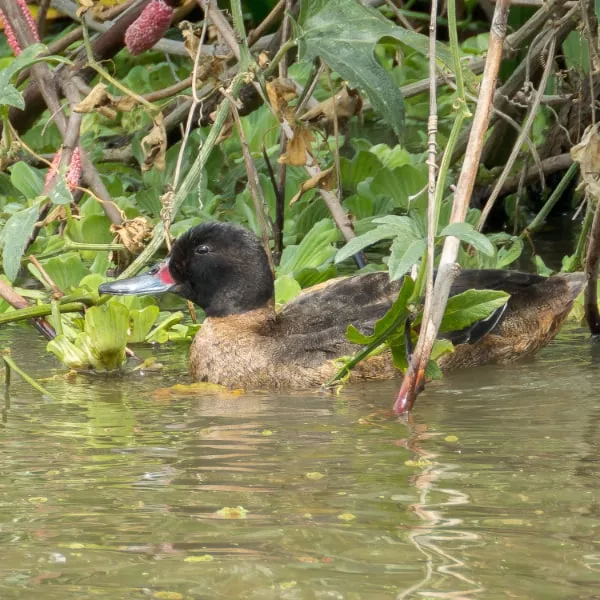 black-headed duck (Heteronetta atricapilla)