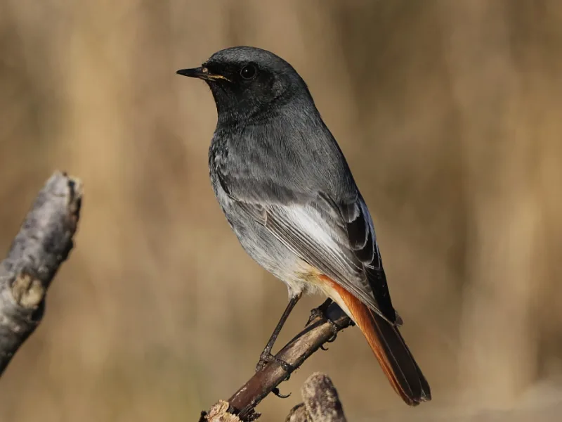 Black redstart (Phoenicurus ochruros)