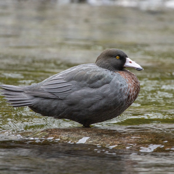 Blue duck (Hymenolaimus malacorhynchos)