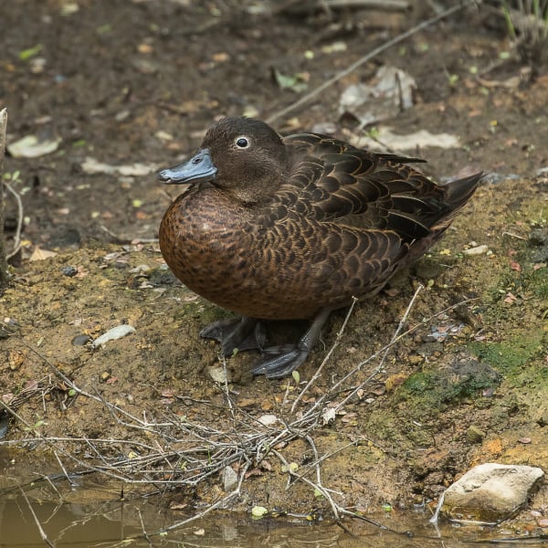 Brown teal (Anas chlorotis)