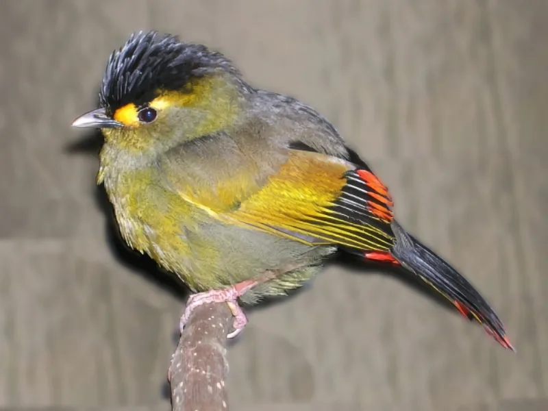 Bugun liocichla (Liocichla bugunorum)